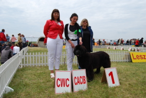 Leszno 2012.       D1/5,CAC,CACIB,BOB.Kolejna wystawa i kolejny sukces