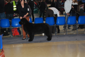 Rzeszów 2012.D1/4,CAC,CACIB. Nasza Lalka w wieku 16 miesiecy zdobywa swoj pierwszy wniosek na Interchampiona