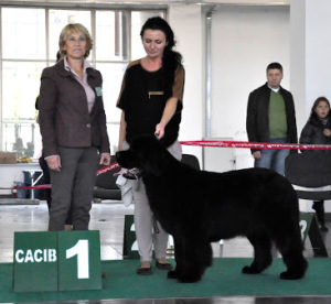 Poznań 2012. D1/4,CAC,CACIB,Zw.PL,Nominacja na CRUFTS 2013. Zwyciestwo Polski w sukach nalezy do.................KORY KASTYLII !!!!!