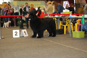 CACIB Drzonkóww klasa pośrednia D2/3