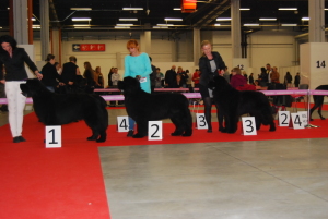 CACIB Kielce 2014