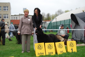 CACIB Opole 28.04.2013. Klasa championow,D1/2,CAC,CACIB,BOB