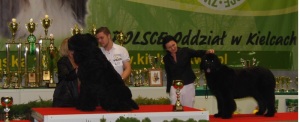 Kielce 2012.                                D1/7,CAC,CACIB,BOB,BOG3